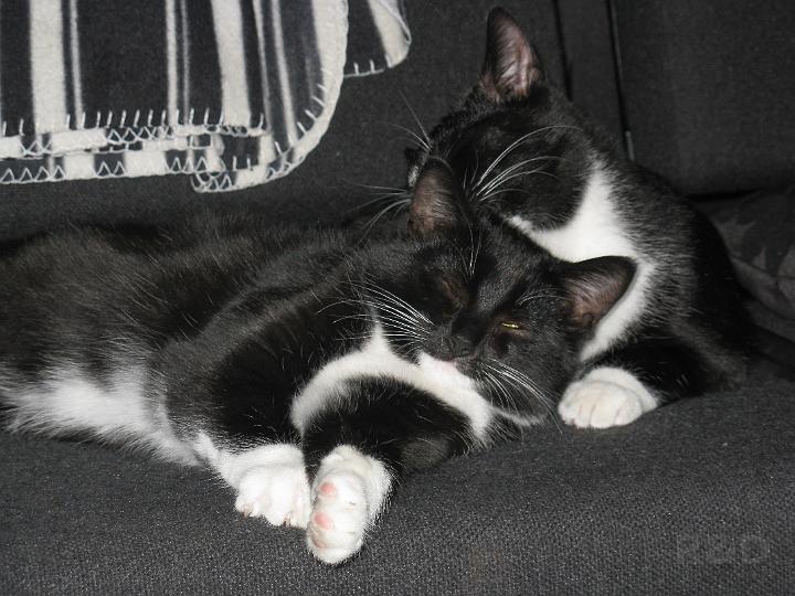 Spike & Zoey 25 oktober 2008 (2).JPG